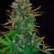 Purple Punch Seeds - Cannabis Strain Seeds for Sale