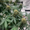 Sementes de maconha fem da Auto Northern Lights Original para venda