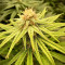CBG Zerodue Seeds - Cannabis Strain Seeds for Sale