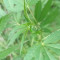 DDoS #33 Seeds (Herbies Seeds) - Cannabis Strain Seeds for Sale