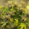 Critical Kush Seeds (Barney's Farm)