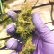 Sour Lemon OG feminized seeds (Emerald Triangle Seeds)