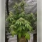 Black Cherry Gushers Seeds