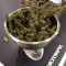 Blue Dream Seeds (Blimburn Seeds)