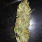 Blue Dream Seeds (Garden of Green)
