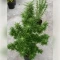 Blue Skunk Seeds