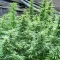 Blueberry Hill Seeds (Herbies Seeds)