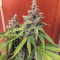 Bruce Banner #3 (BlimBurn Seeds)