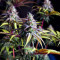 Bubba Delight Regular (CannaBioGen)