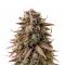 Frosted Guava Seeds (Original Sensible Seeds)