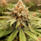 GG#4 Original Glue (Seedstockers)