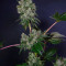 Graines de cannabis Glookies (Barney's Farm)