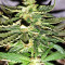 Gorilla Auto (GG#4 Original Glue Auto) (Expert Seeds)