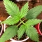 Gorilla King Auto Seeds