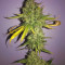 Gorilla Z Seeds