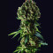 Grandaddy Purple Seeds - Cannabis Strain Seeds for Sale