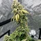Nikki & Swami’s Lemon OG Seeds