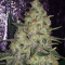 Pink Kush (Barney's Farm)