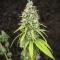Purple Mango Kush Seeds