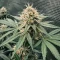 Sour Diesel Seeds