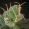 Steve’s Dream Queen Seeds