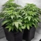 Super Sour Diesel Seeds