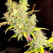 White Widow feminized seeds (Seedstockers)