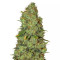 White Widow x Big Bud feminized seeds