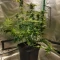 Wonder Pie Seeds (Green House Seeds)