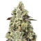 Graines de cannabis Sweet Gelato Auto (Sweet Seeds)