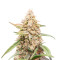 Sementes Feminizadas de Tropicanna Poison XL Auto (Sweet Seeds)