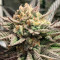 Deadhead OG (Cali Connection Seeds)