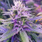 Tangerine Dream Auto Feminized Seeds from Barney’s Farm