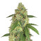 Berry Auto feminized seeds