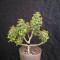 Boy Scout Cookies (Kalashnikov Seeds)