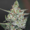 CBD Auto Compassion Lime Seeds