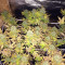 Graines de cannabis CBD Blue Shark (Barney's Farm)