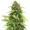 Chemdog #4 (BlimBurn Seeds)