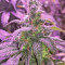 Congo x Kali China Seeds