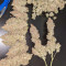 Critical Super Silver Haze Seeds
