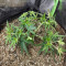 Critical Super Silver Haze Seeds