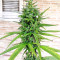 Critical Seeds