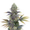Dinamed CBD feminized seeds