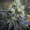 Josh D OG Seeds