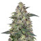 Graines de cannabis Magic Bud (Paradise Seeds)
