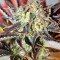 Nepal Jam regular (Ace Seeds)