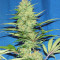 Nepal Jam feminized seeds