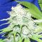 Nepal Jam feminized seeds