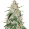 Nicole Cream Autoflower (Seedstockers)
