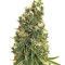 Northern Light X Skunk Seeds (G13 Labs)